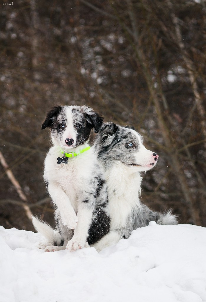 Life with dog. Saamill