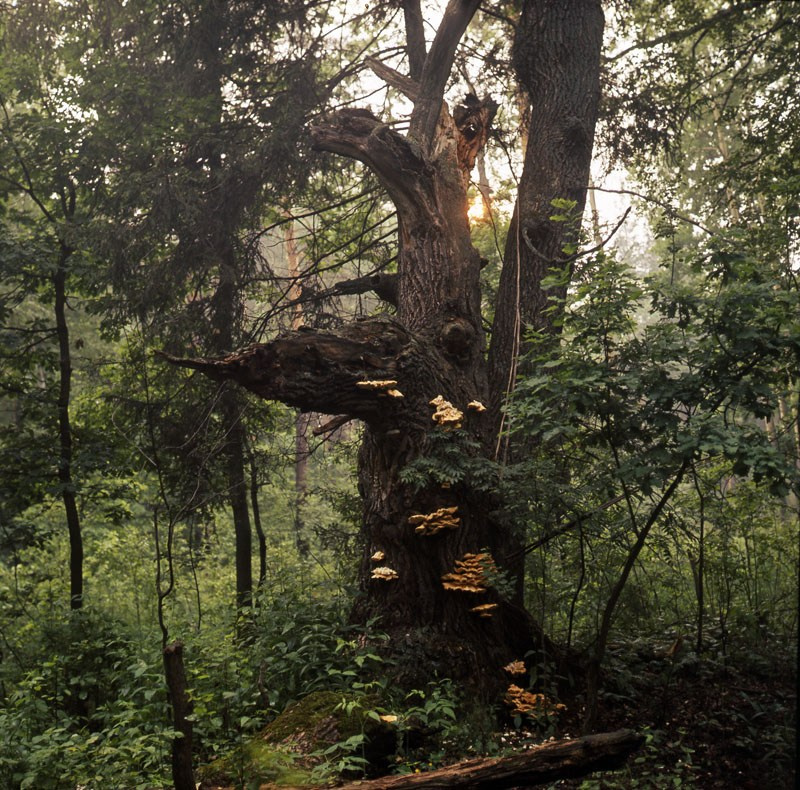 Лето. ВАДИМ ГИППЕНРЕЙТЕР — ВЕЛИКИЙ ФОТОГРАФ ЗЕМЛИ РУССКОЙ