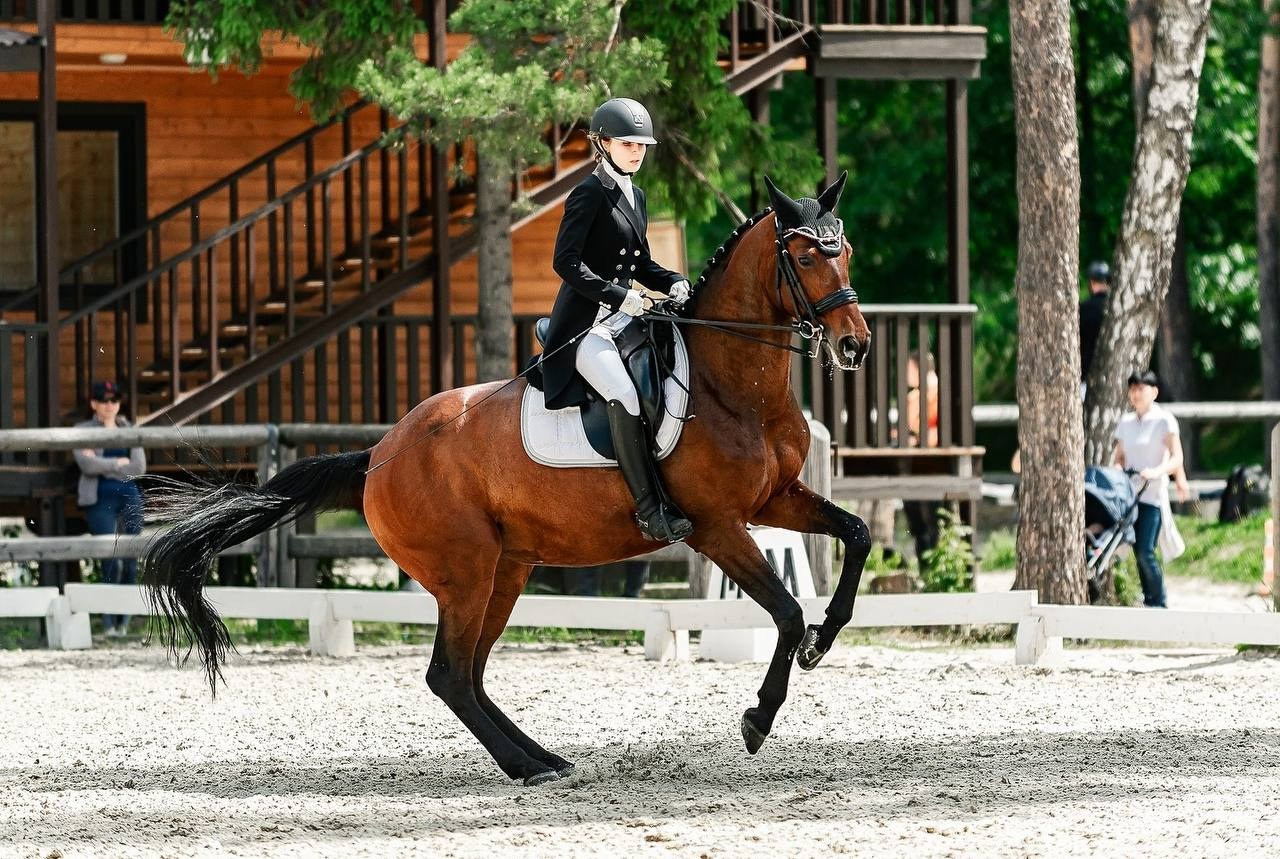 КУБОК КСК «АЛМАЗОВО» по ВЫЕЗДКЕ, 2 ЭТАП. Конный фотограф Куракина Дарья • Фотосессии с лошадьми