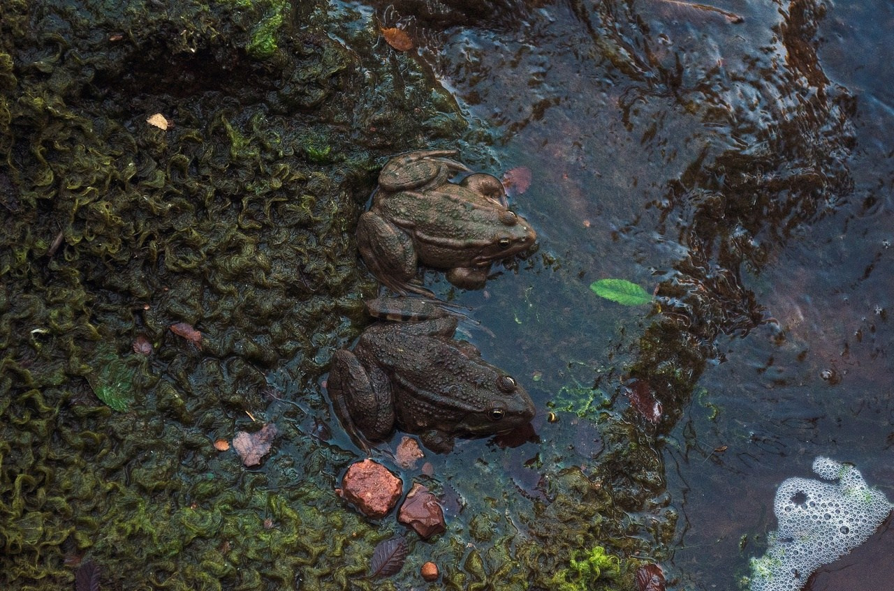 Дары Природы. Sreda fotoArt