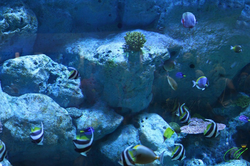 Тайланд. Пхукет 2013. Улица, люди, жизнь…