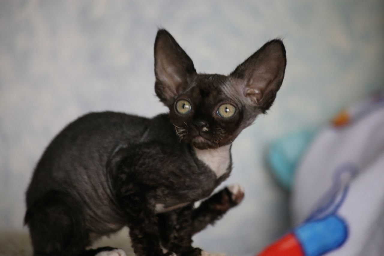 DRX n 09 кошечка Nevskiy Favorite Marbella готова к резерву 🧿 д/р 03.02.26. Nevskiy Favorite — питомник девон-рексов в Санкт-Петербурге. Здоровые, ласковые и редкие котята