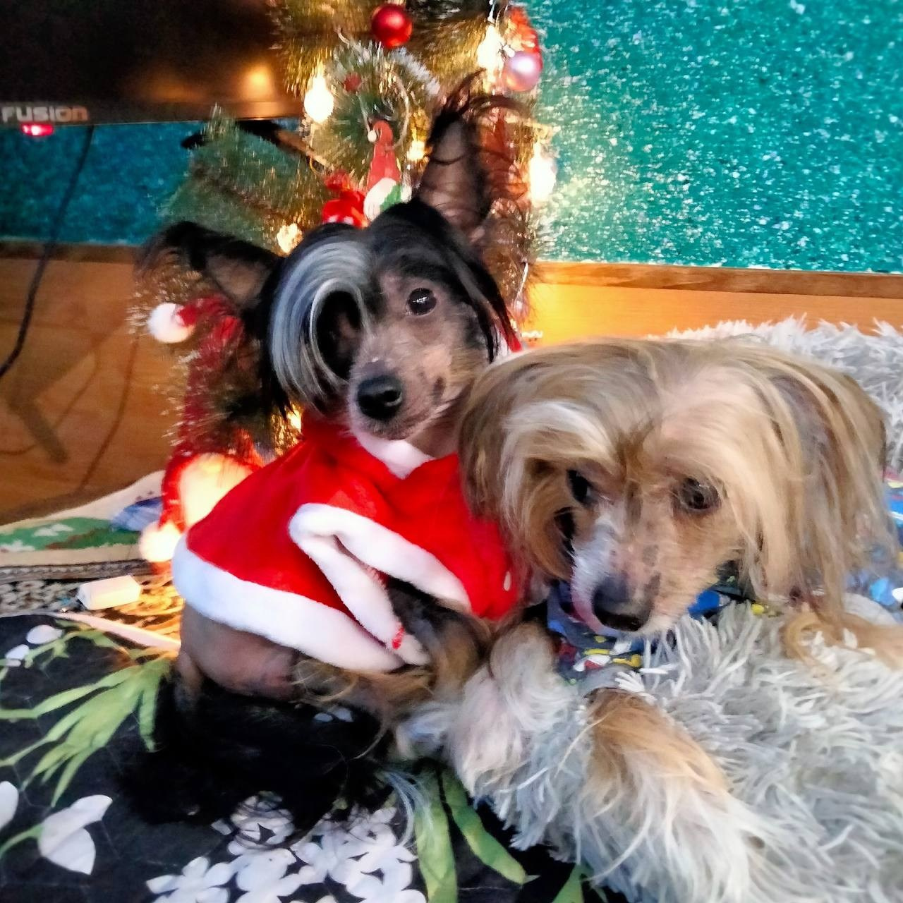 Poale Ell Vinsent. Chinese Crested Dog Kennel Poale Ell