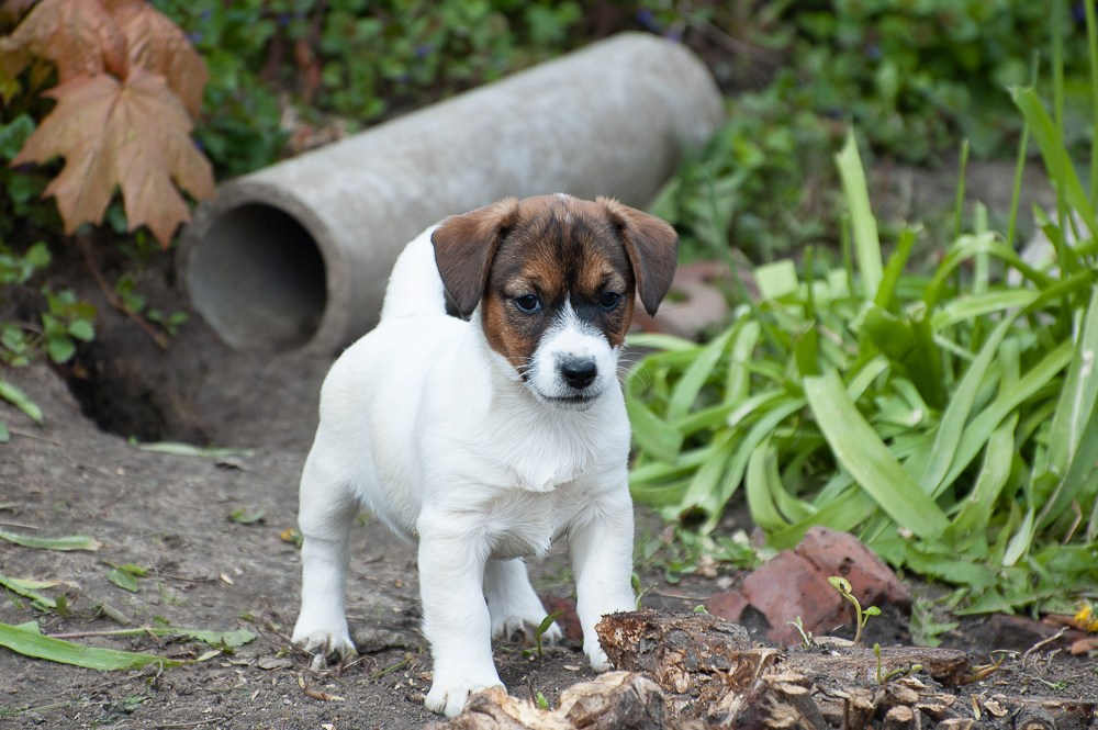 Джек рассел терьер Щенки У нас есть щенки на продажу. КАНЕ МАЭСТРО ФЕРИТЕЙЛ. Девочка гладкошерстная. Продается. Щенок находится в г. Рязань. Купить. Возраст 3,5 месяца. Все прививки сделаны. Документы РКФ. Чип. Клеймо. Ветпаспорт. Вакцина Эуркиан.
