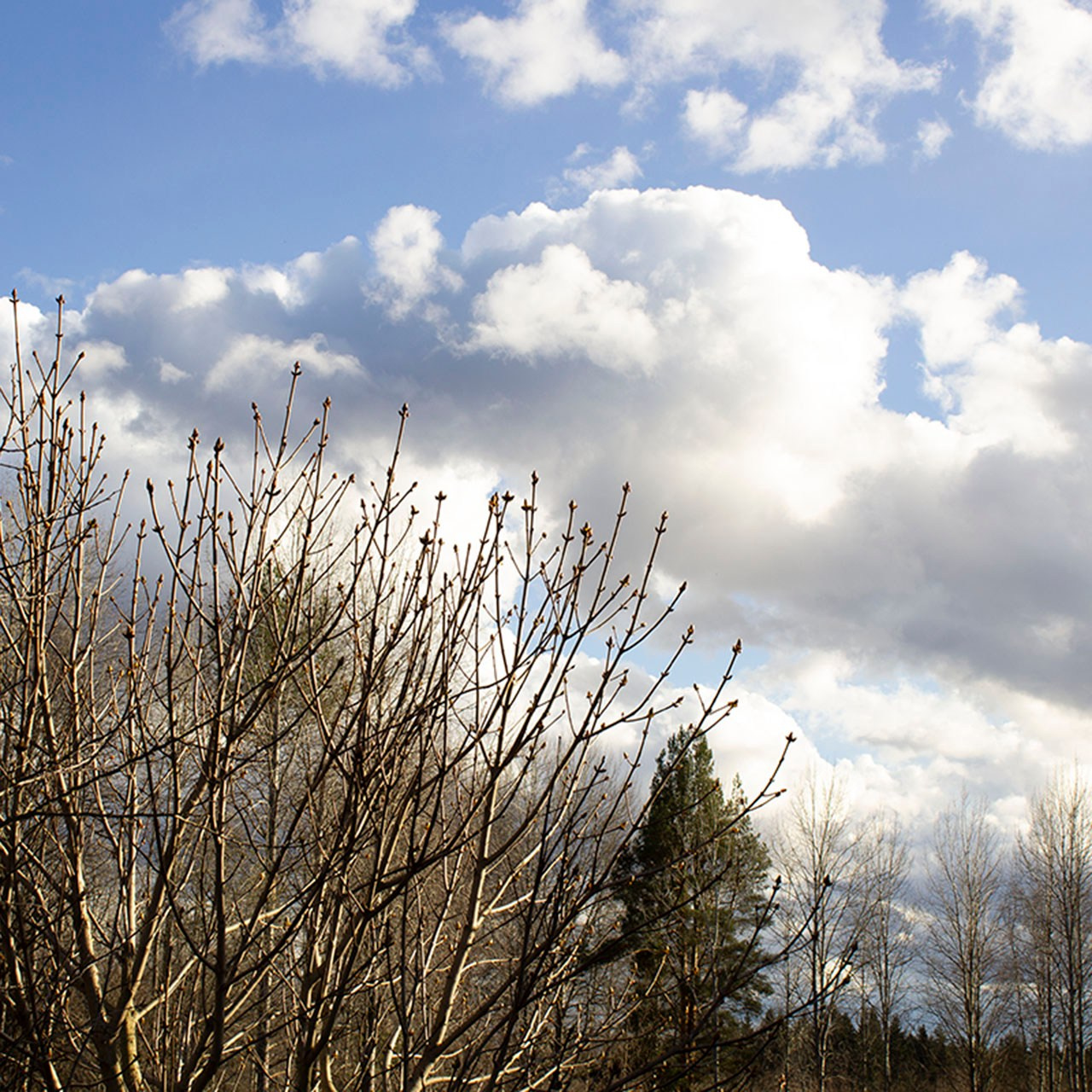 Деревья. Природа севера