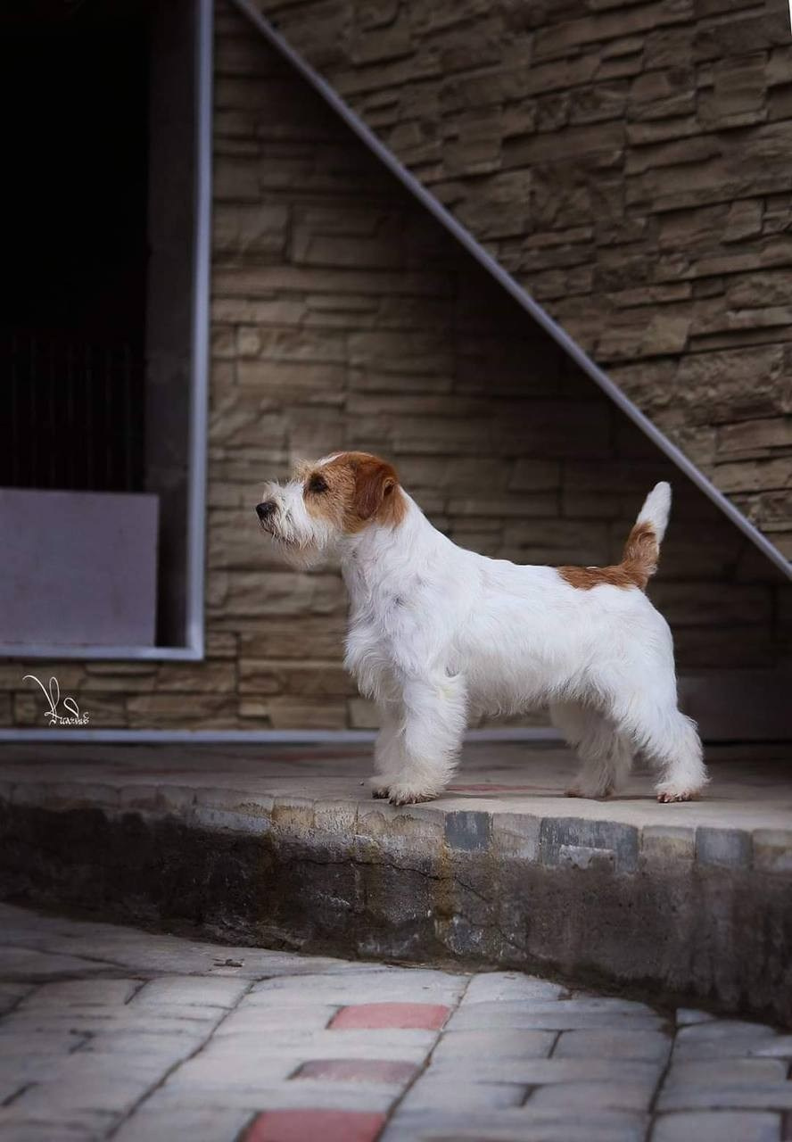 Lovely-Orange Candy Shop. Lovely-Orange питомник джек рассел терьеров