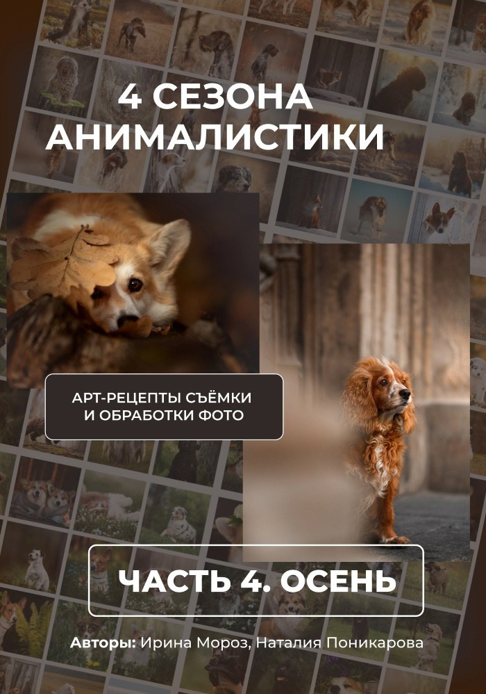 съемка собак