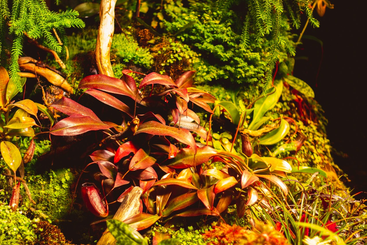 Petro Art — квартет в Таврическом саду (Рок Хиты). EvgenyCraft