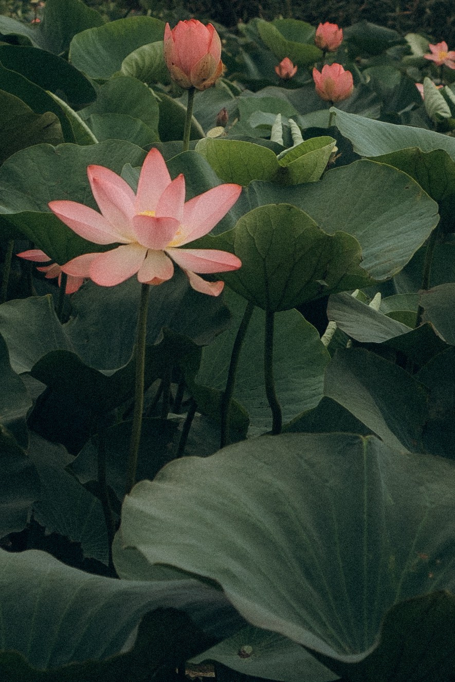 ЛОТОСОВАЯ ПОЛЯНА. Профессиональный фотограф, Санкт-Петербург — Виктория Богомолова