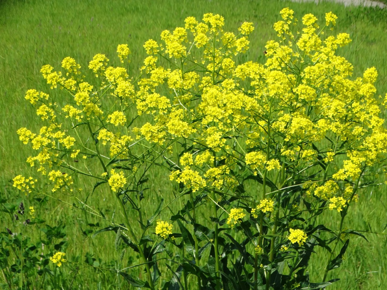 Волоколамск | 04.06.2016 г. Галерея Фантим