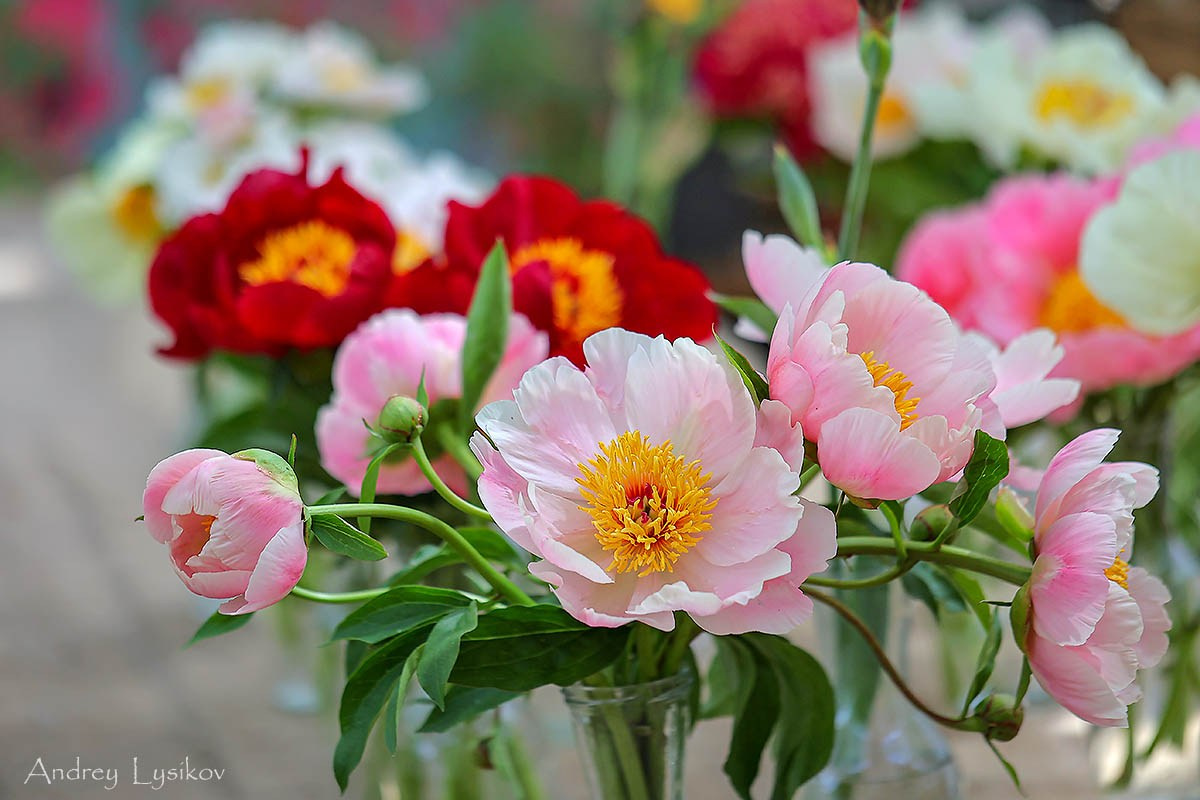 Цветы. Ландшафтный фотограф Андрей Лысиков, Москва
