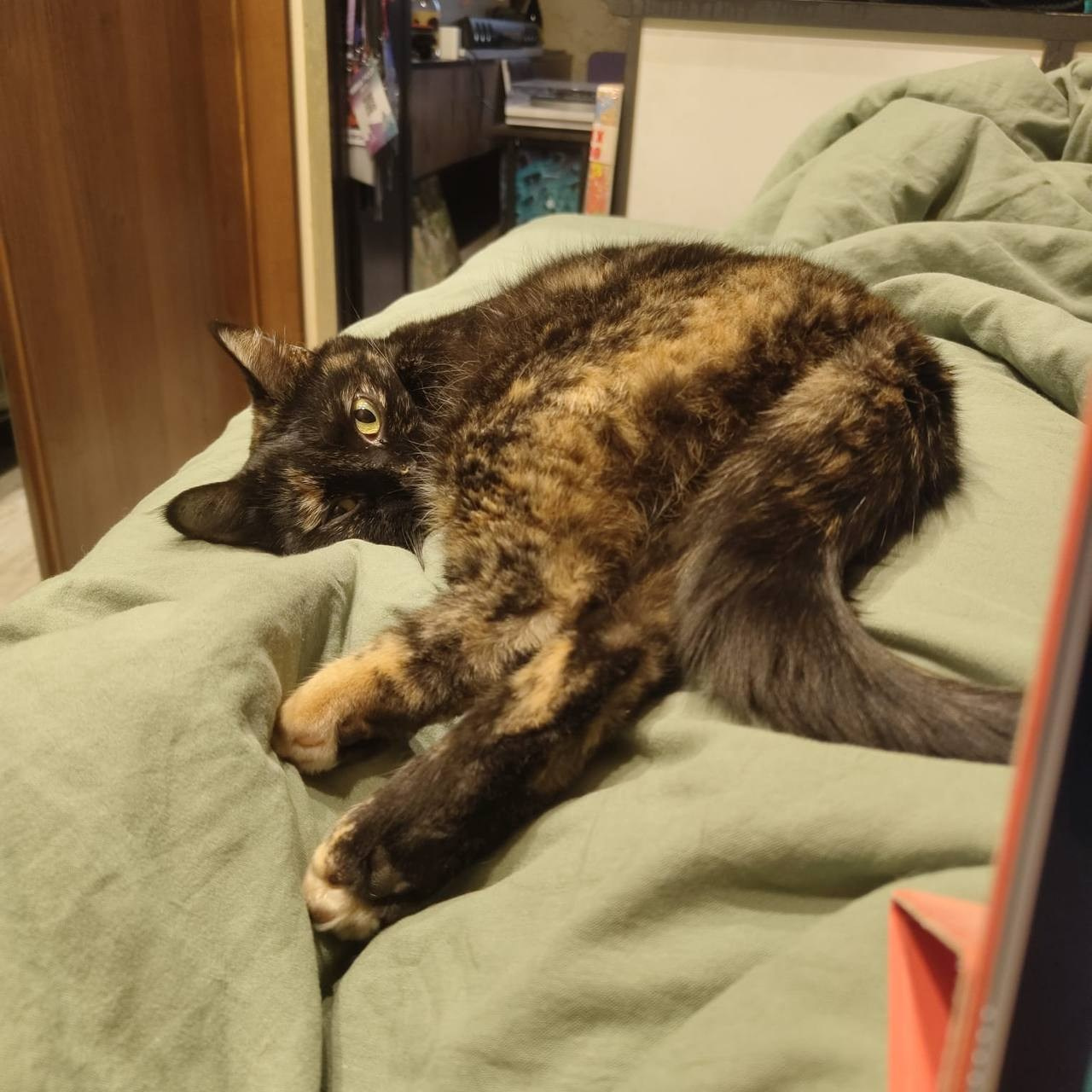 Уже дома. Забери домой друга