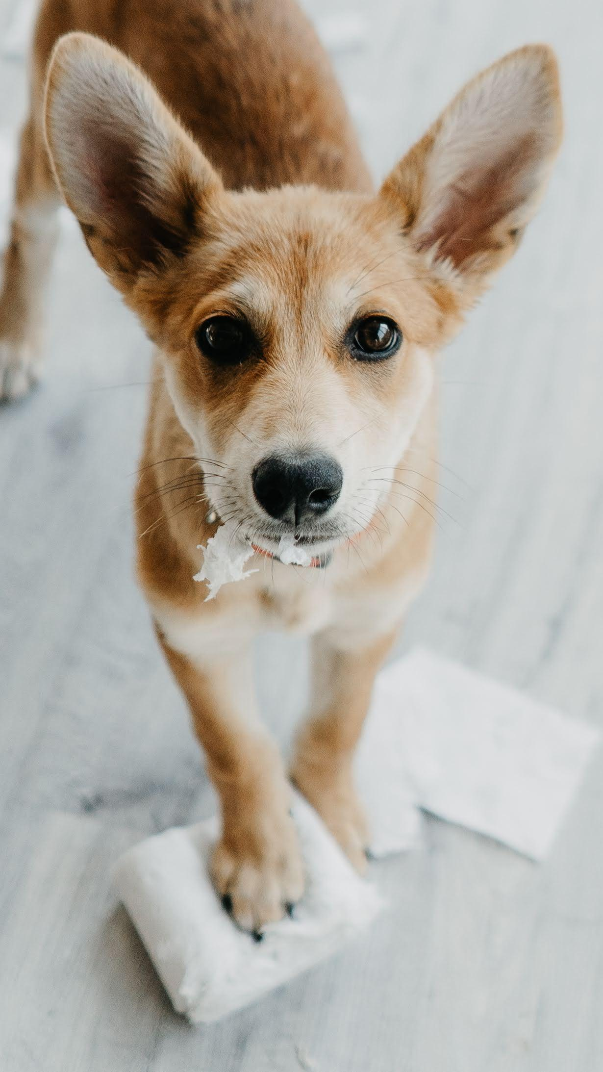 Are they looking for or have found a family. Real moments between people and their dogs