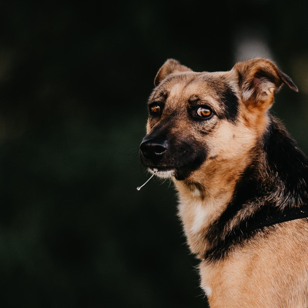 Are they looking for or have found a family. Real moments between people and their dogs