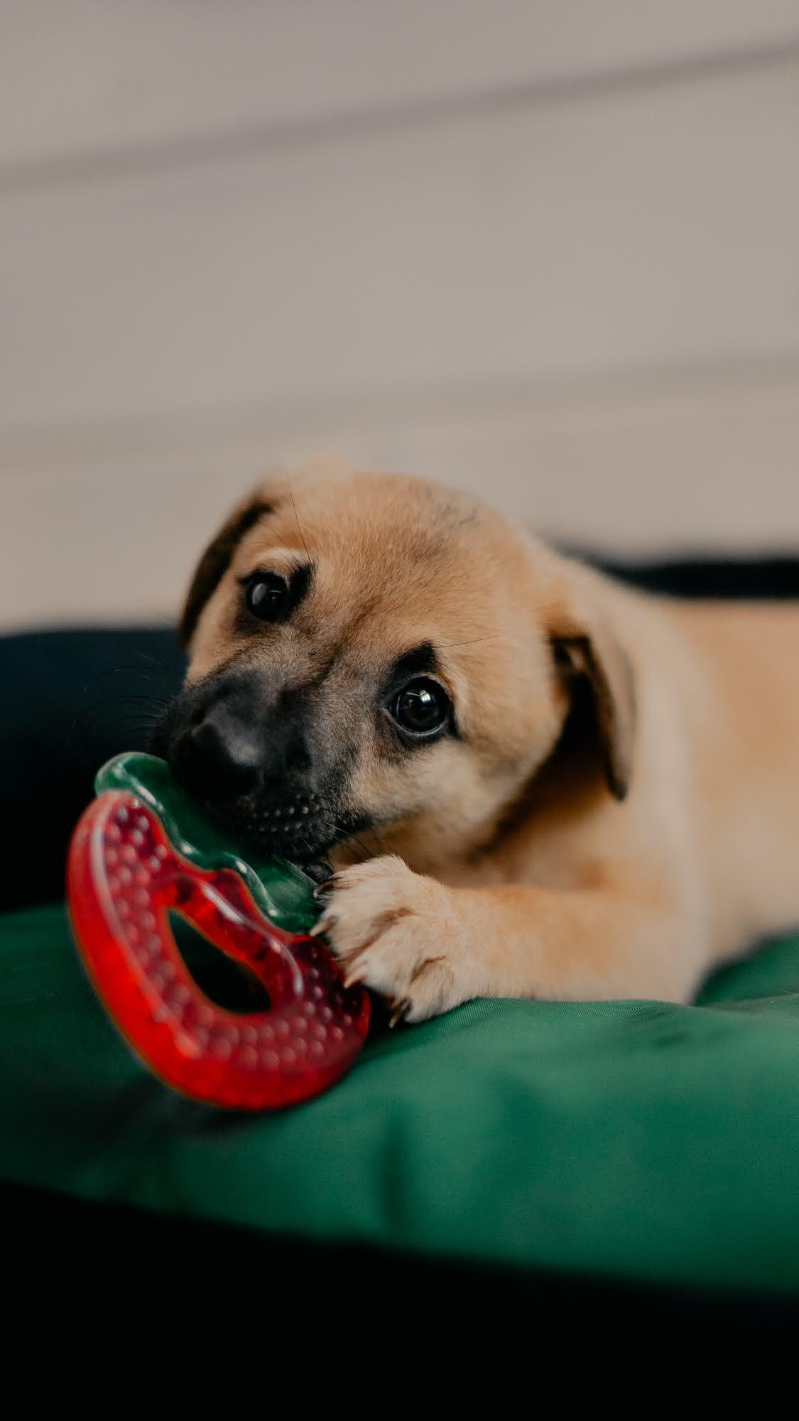 Are they looking for or have found a family. Real moments between people and their dogs