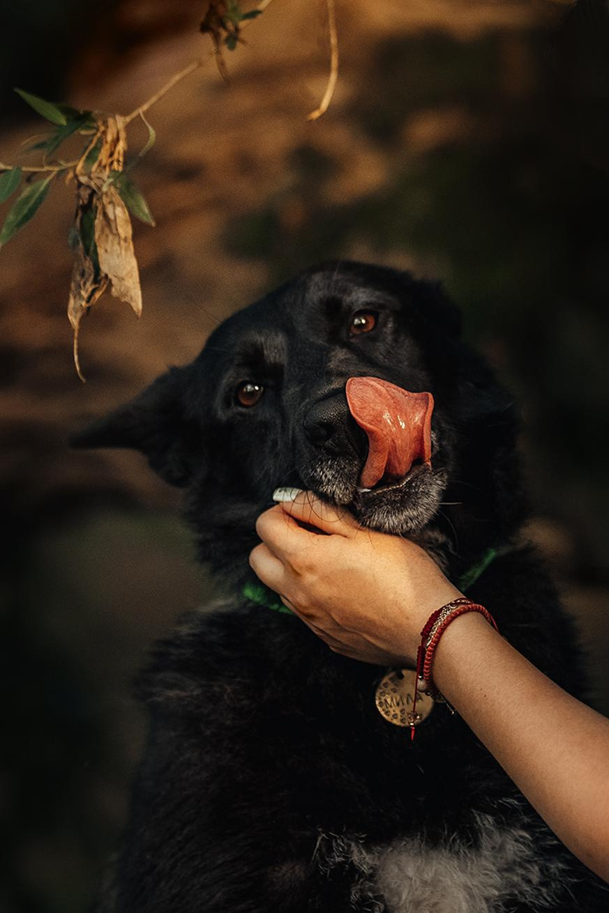 Are they looking for or have found a family. Real moments between people and their dogs