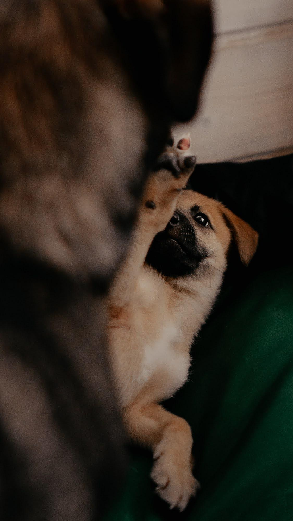 Are they looking for or have found a family. Real moments between people and their dogs