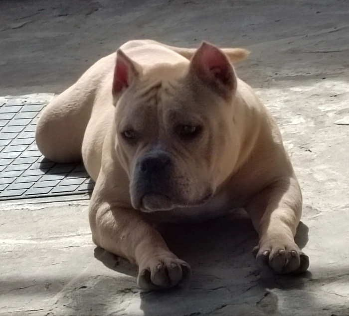 купить щенка американского булли в Казахстане