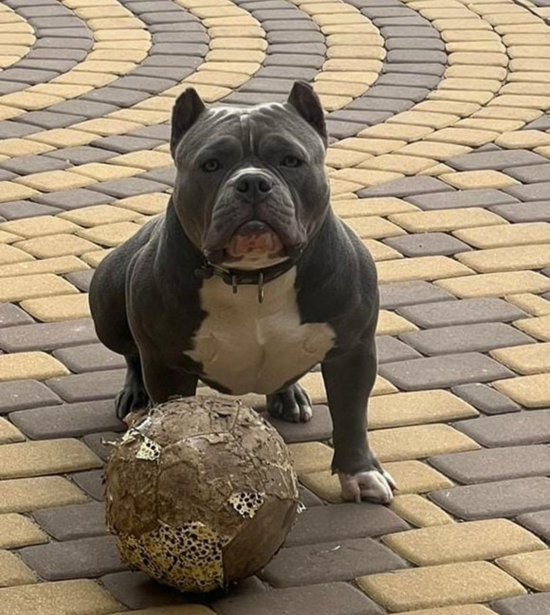 American Bully - в красивом голубом окрасе 