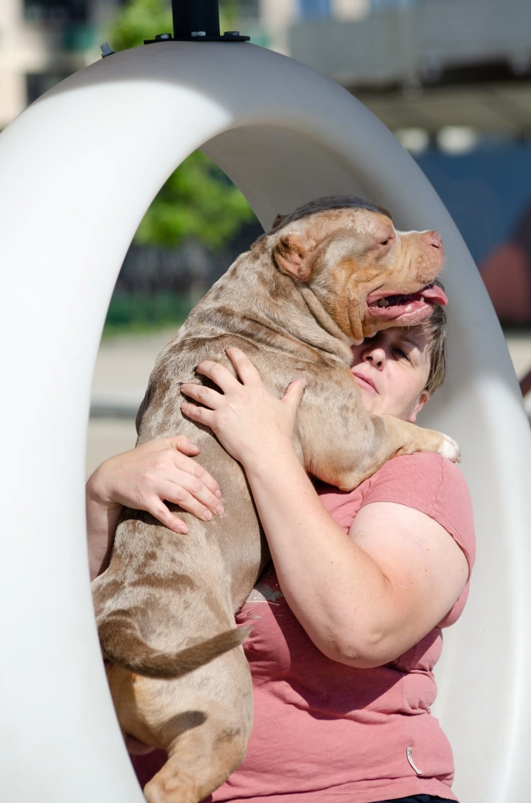 красивый булли обнимается с хозяйкой