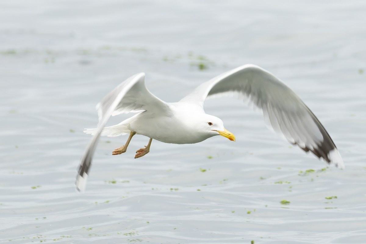 Птицы. Photomantis