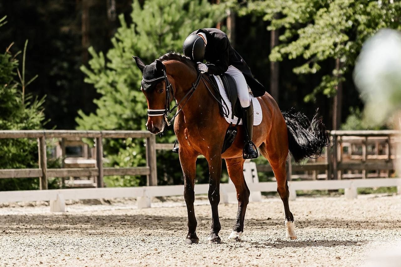 Третий этап КУБКА КСК «АЛМАЗОВО» по ВЫЕЗДКЕ. Конный фотограф Куракина Дарья • Фотосессии с лошадьми