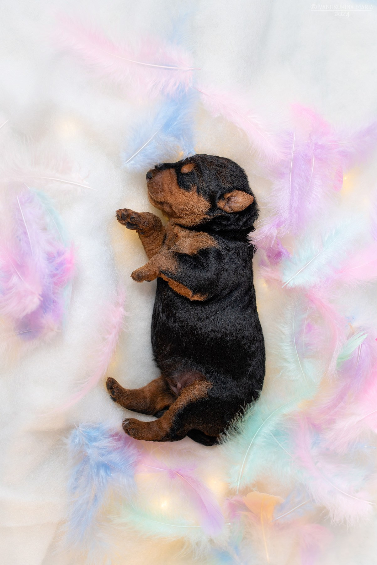 Ньюборн фотосессия щенков. Фотограф собак в Москве и Московской области Иванушкина Мария