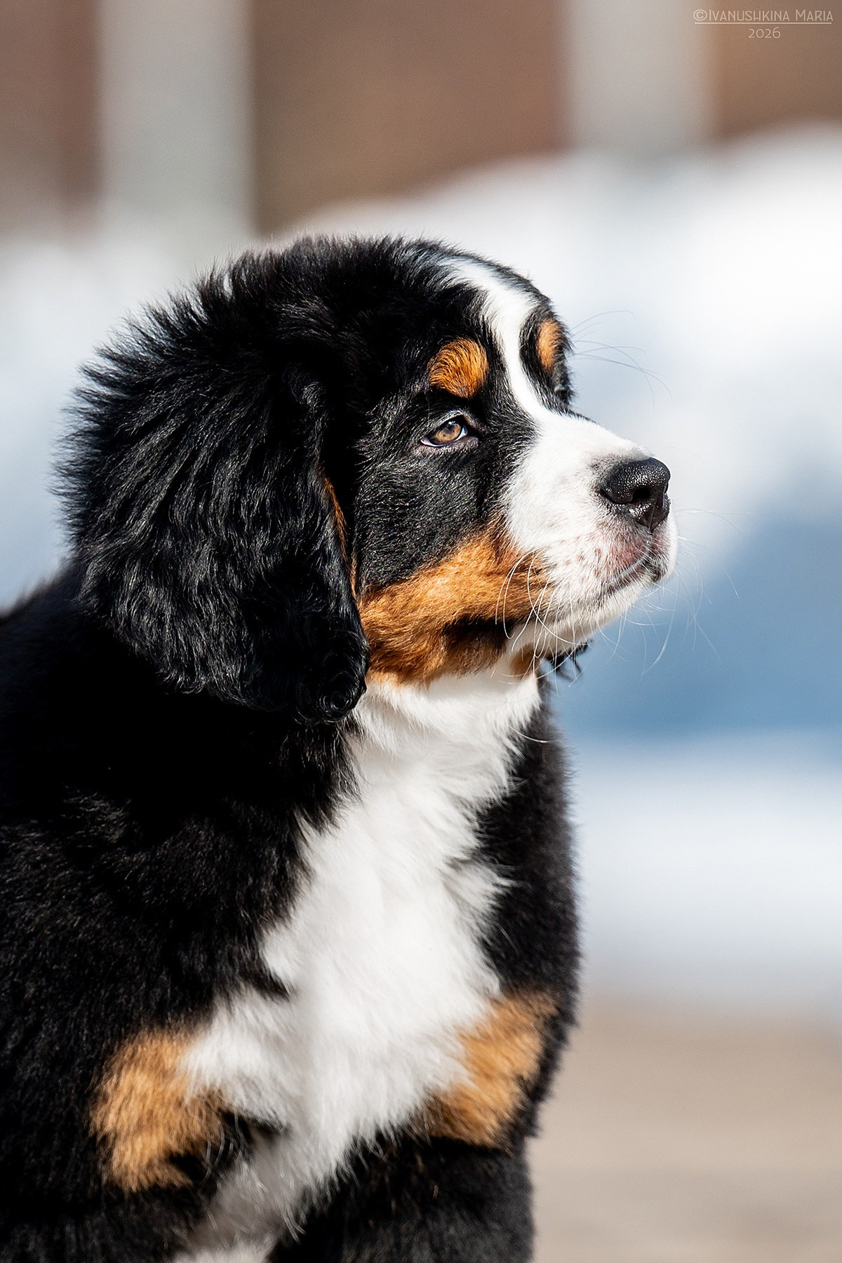 Фотосессия щенков на продажу. Фотограф собак в Москве и Московской области Иванушкина Мария