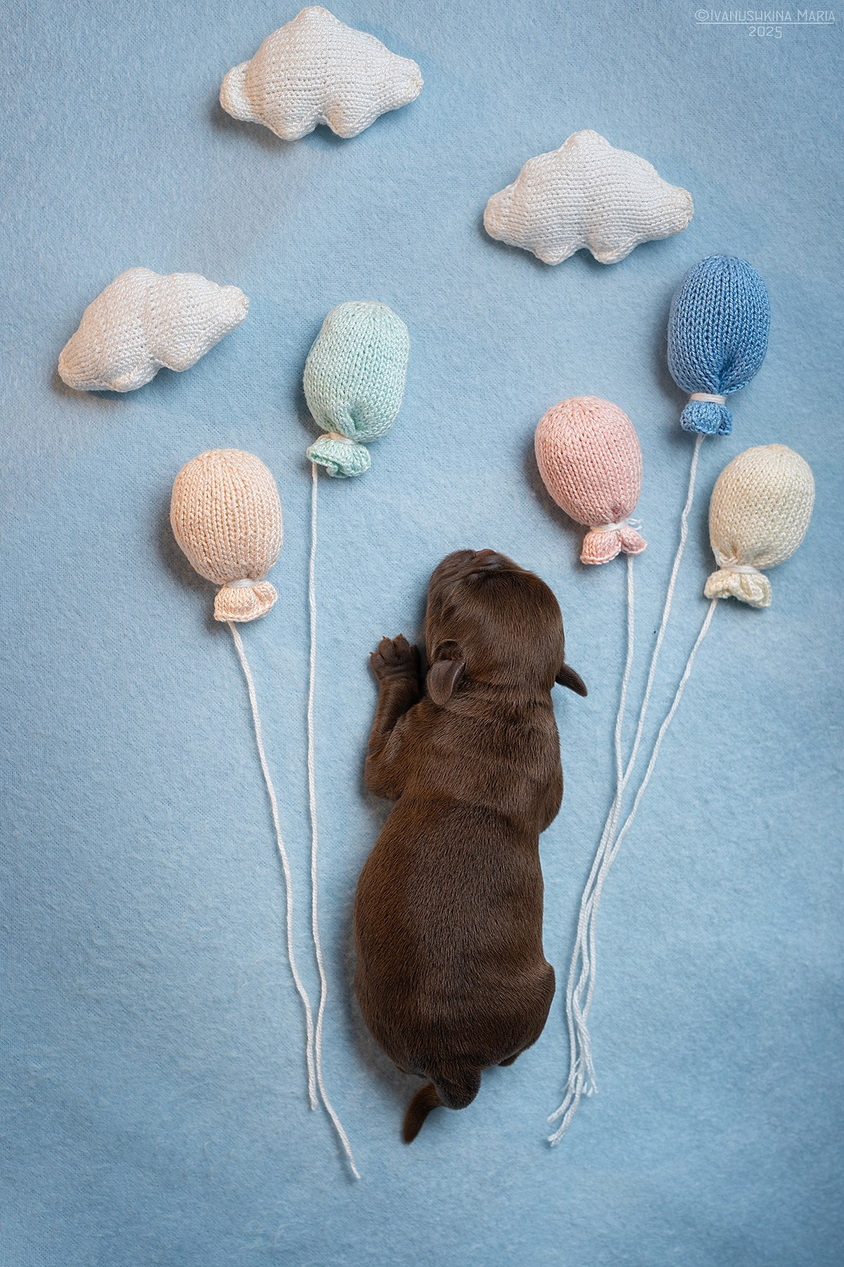 Ньюборн фотосессия щенков. Фотограф собак в Москве и Московской области Иванушкина Мария