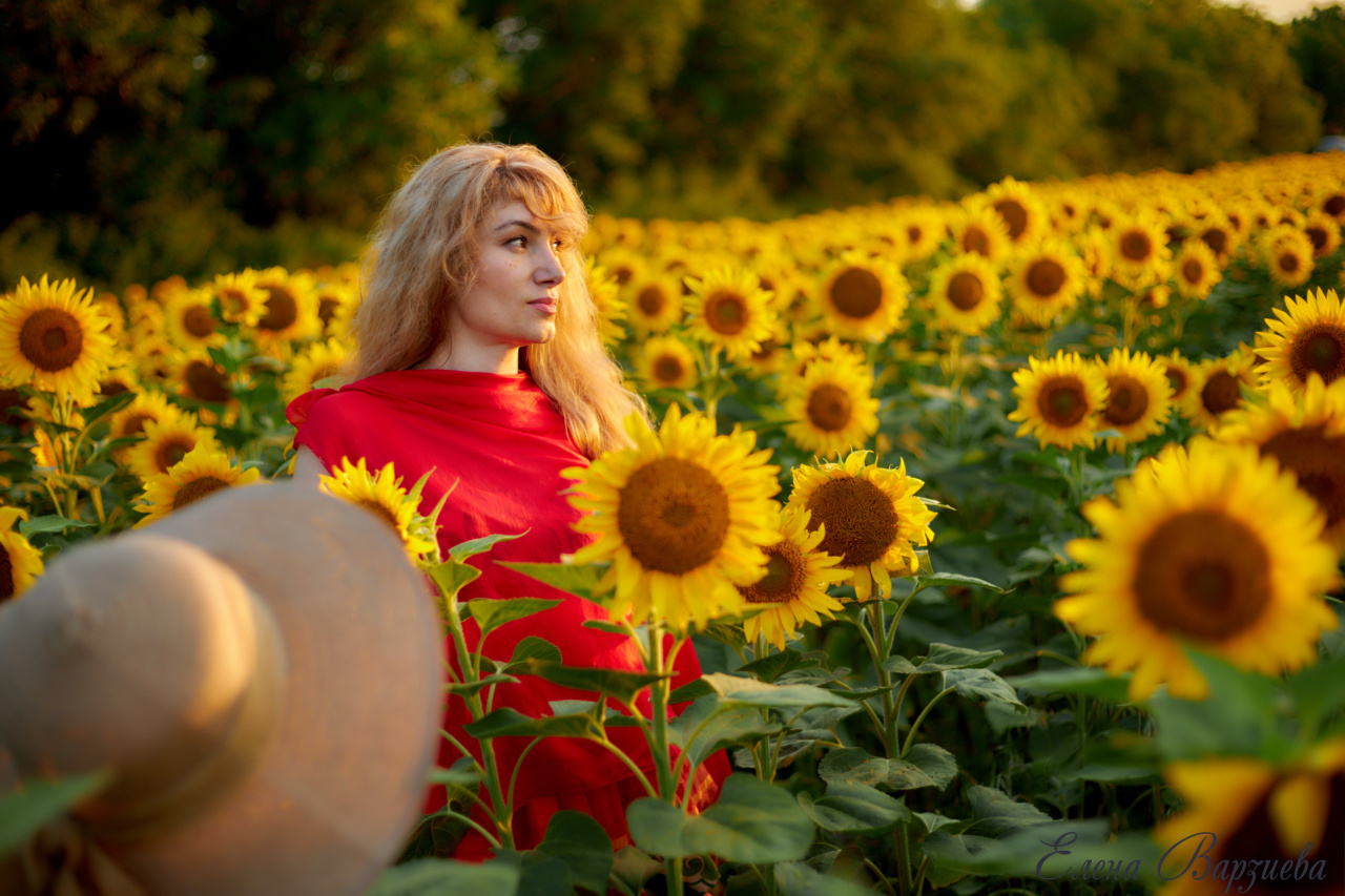 Подсолнухи. Фотограф Елена Варзиева