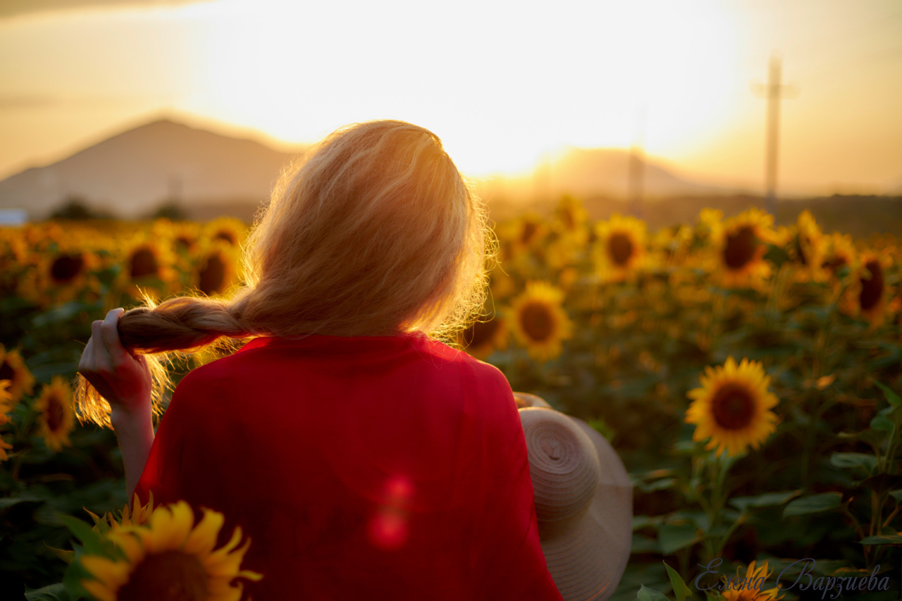 Подсолнухи. Фотограф Елена Варзиева