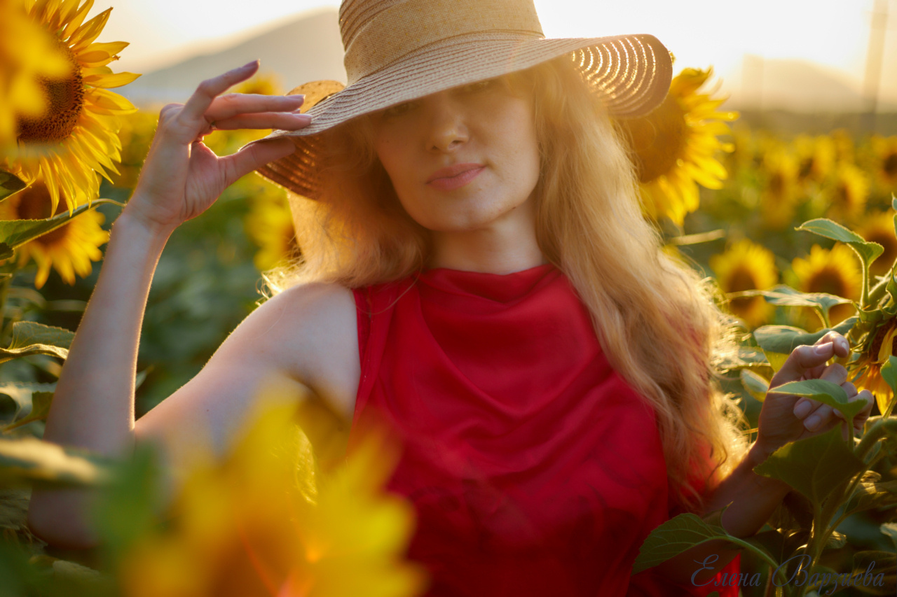 Подсолнухи. Фотограф Елена Варзиева