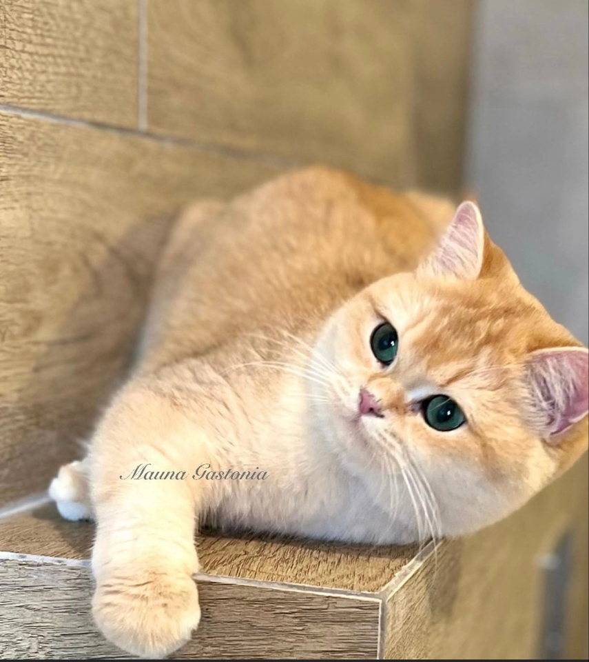 Grace. Mauna Gastonia