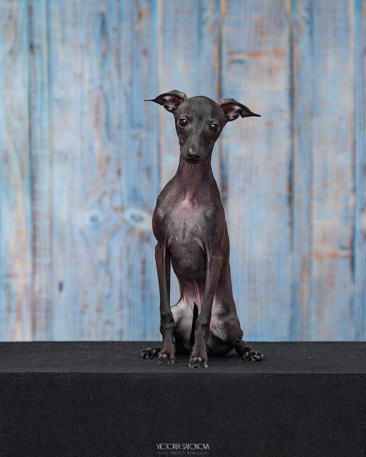 Левретка 11.02.2024. Фотограф анималист Благовещенск. Сафонова Виктория