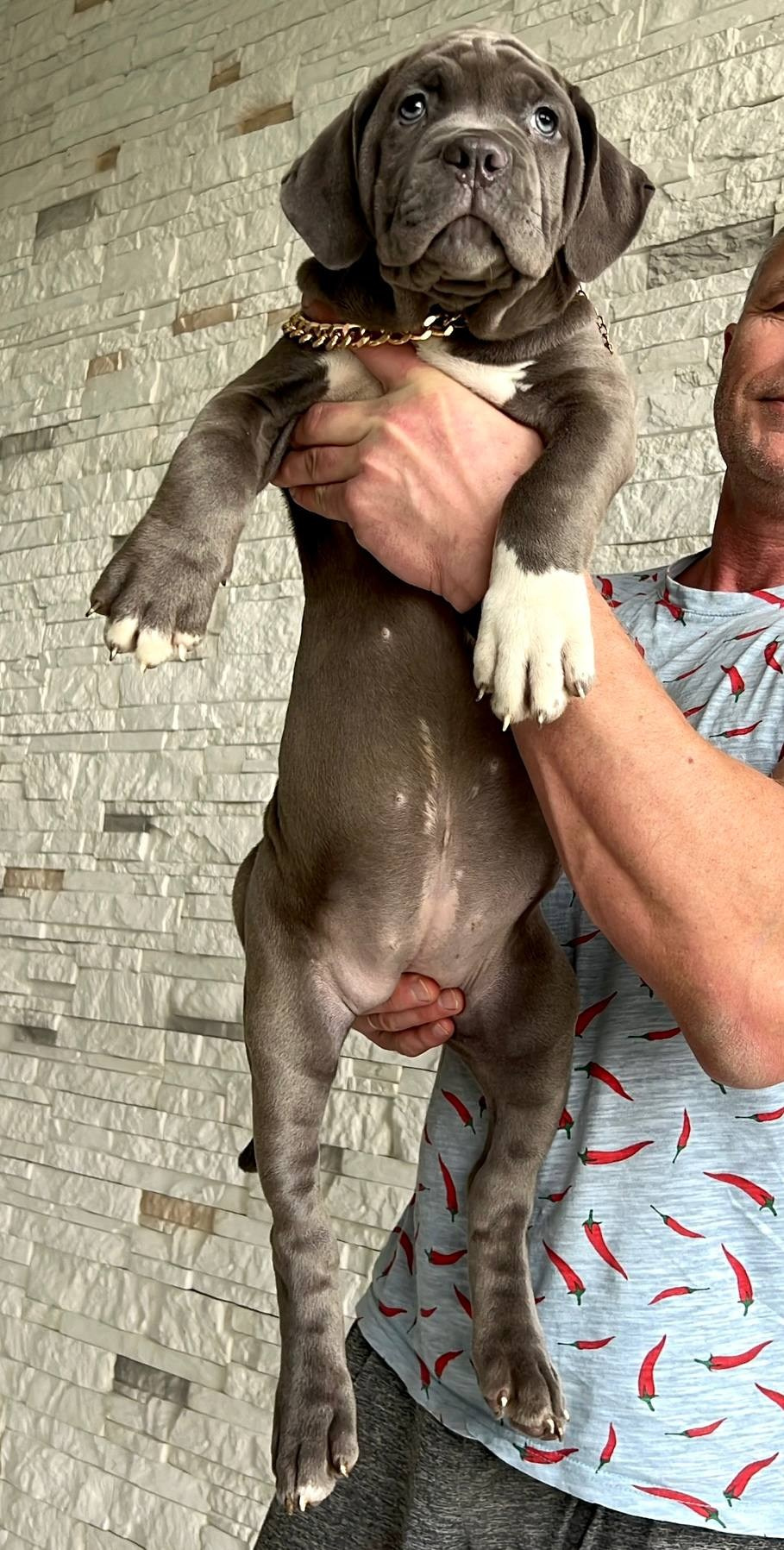 Hunter&Queenie, 10.09.25. Американские булли XL в г. Калининград. Питомник Great Bully UNIVERSE