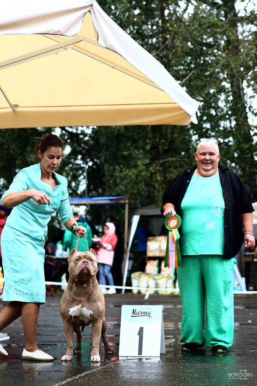 Участие в выставках. Американские булли XL в г. Калининград. Питомник Great Bully UNIVERSE