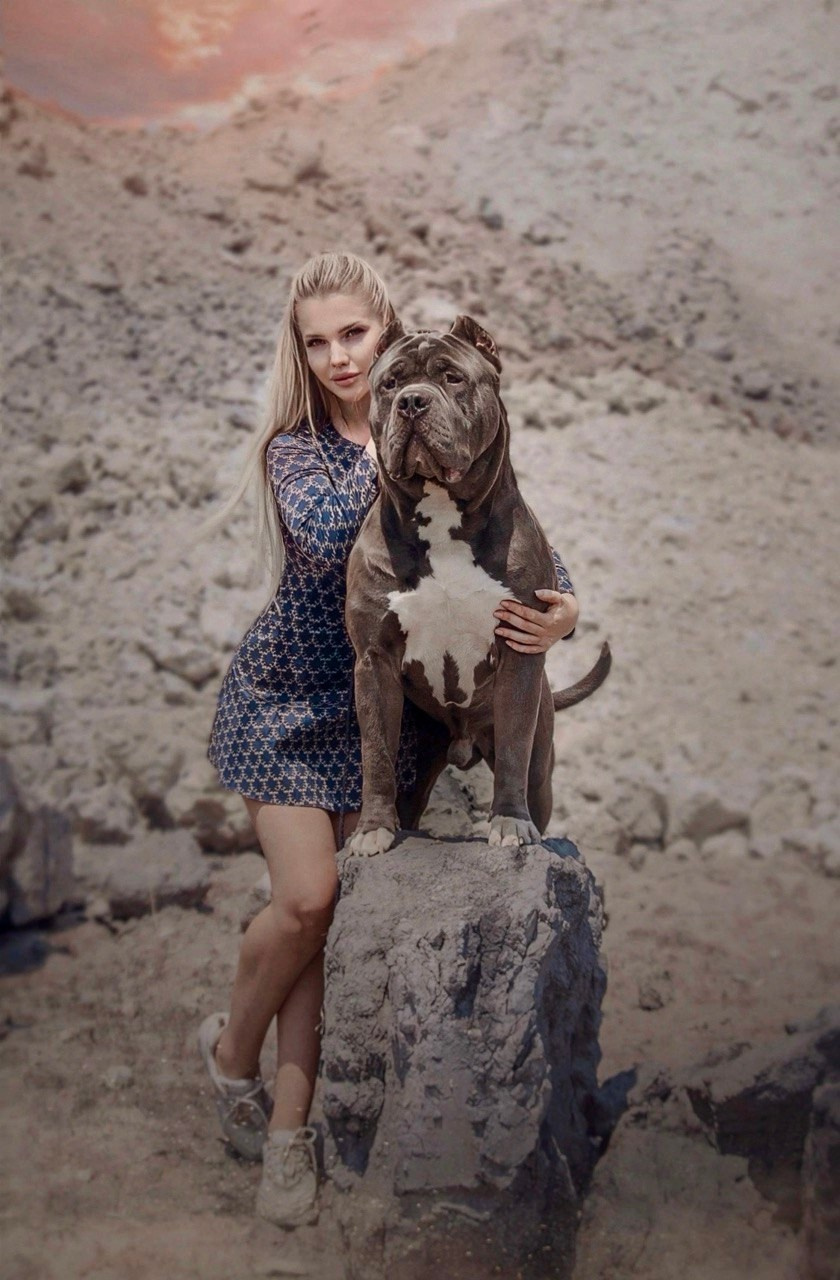 Участие в выставках. Американские булли XL в г. Калининград. Питомник Great Bully UNIVERSE