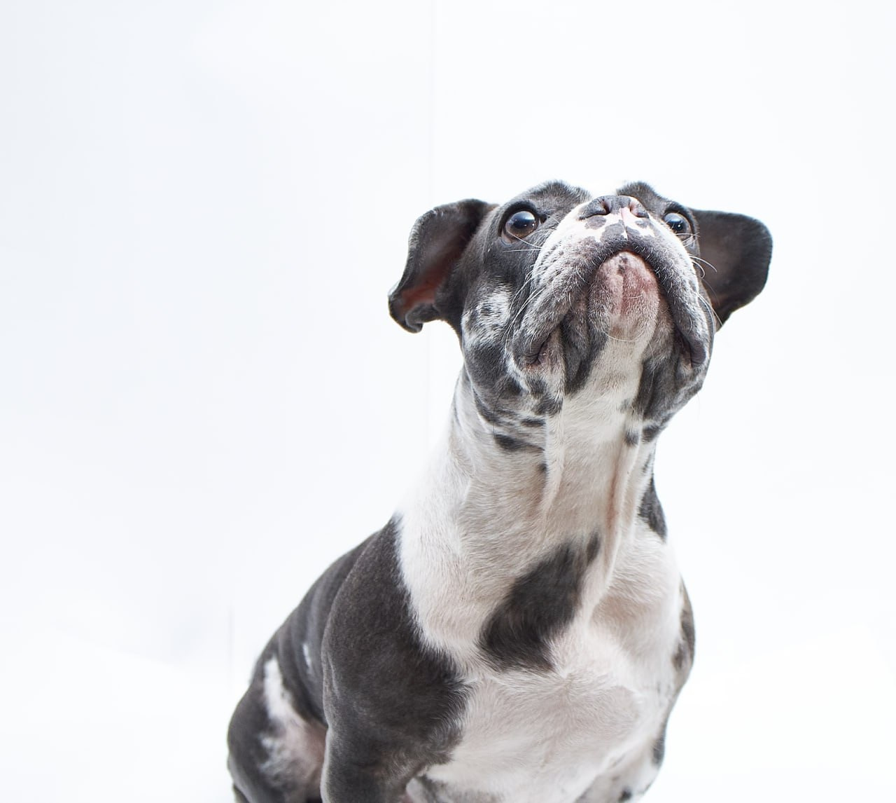 Фотосессия для сайта Ветеринарной клиники. Персональный и коммерческий фотограф в Тюмени Полина Лапардина