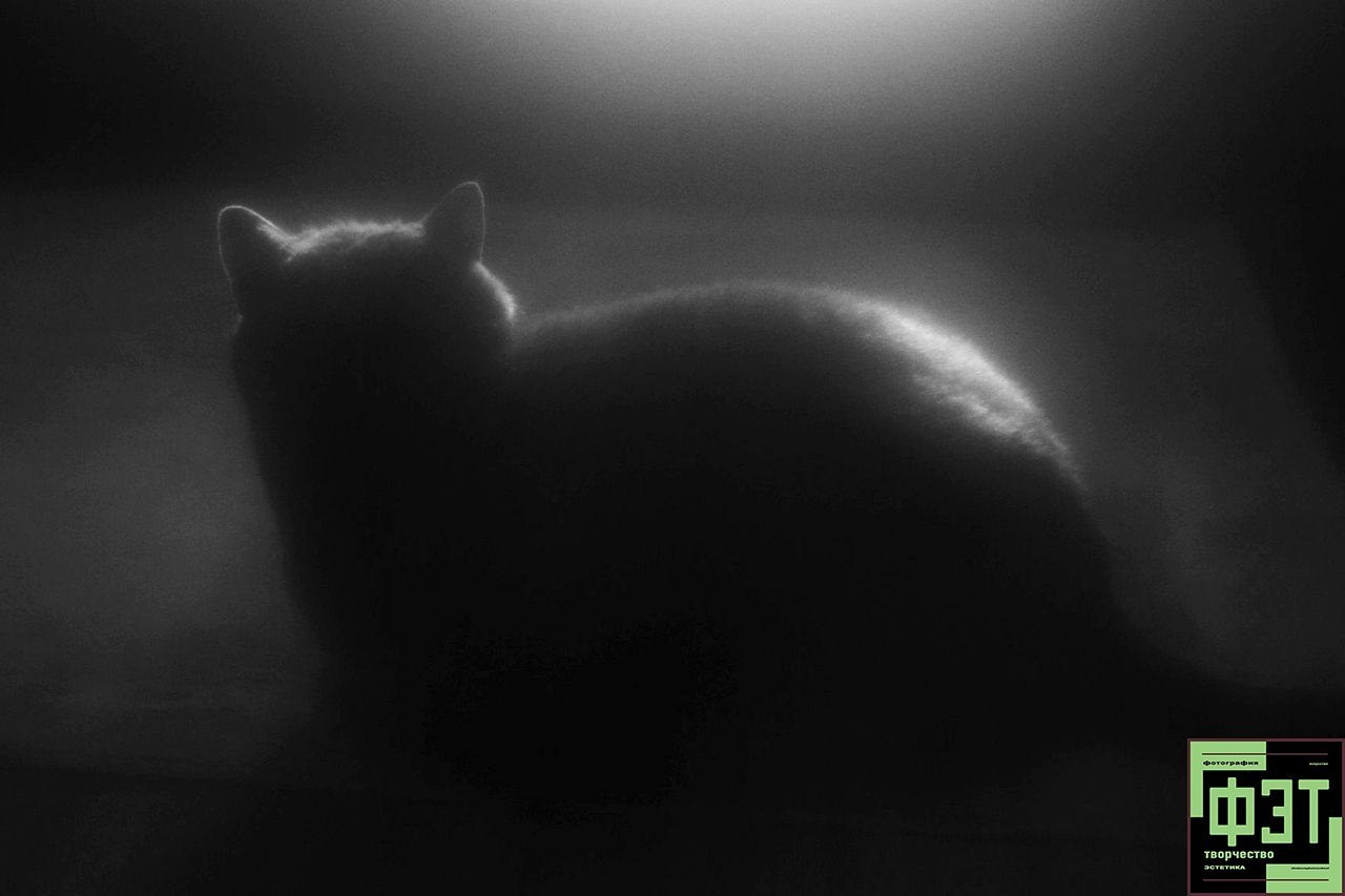 Февраль 2026. Автор месяца проекта для фотографов ФЭТ