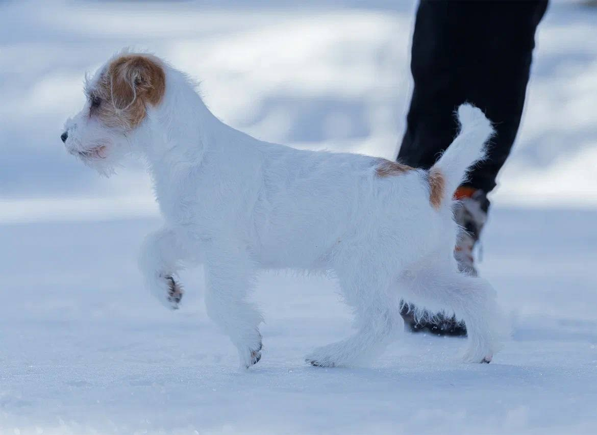 Сука 5. Lovely-Orange питомник джек рассел терьеров