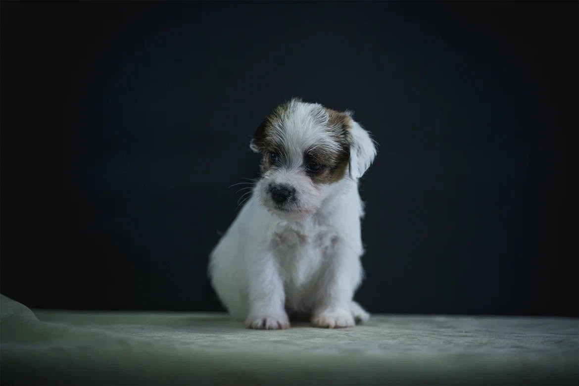 Сука 2. Lovely-Orange питомник джек рассел терьеров