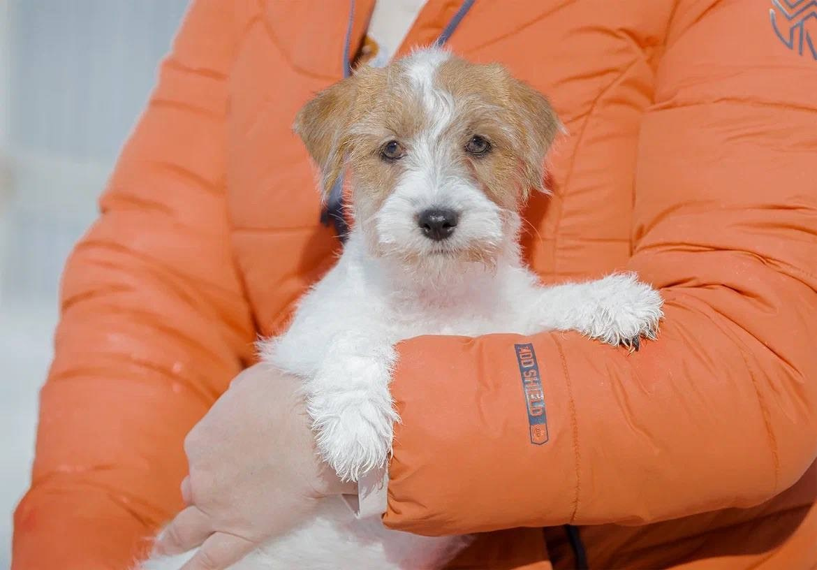 Сука 4. Lovely-Orange питомник джек рассел терьеров