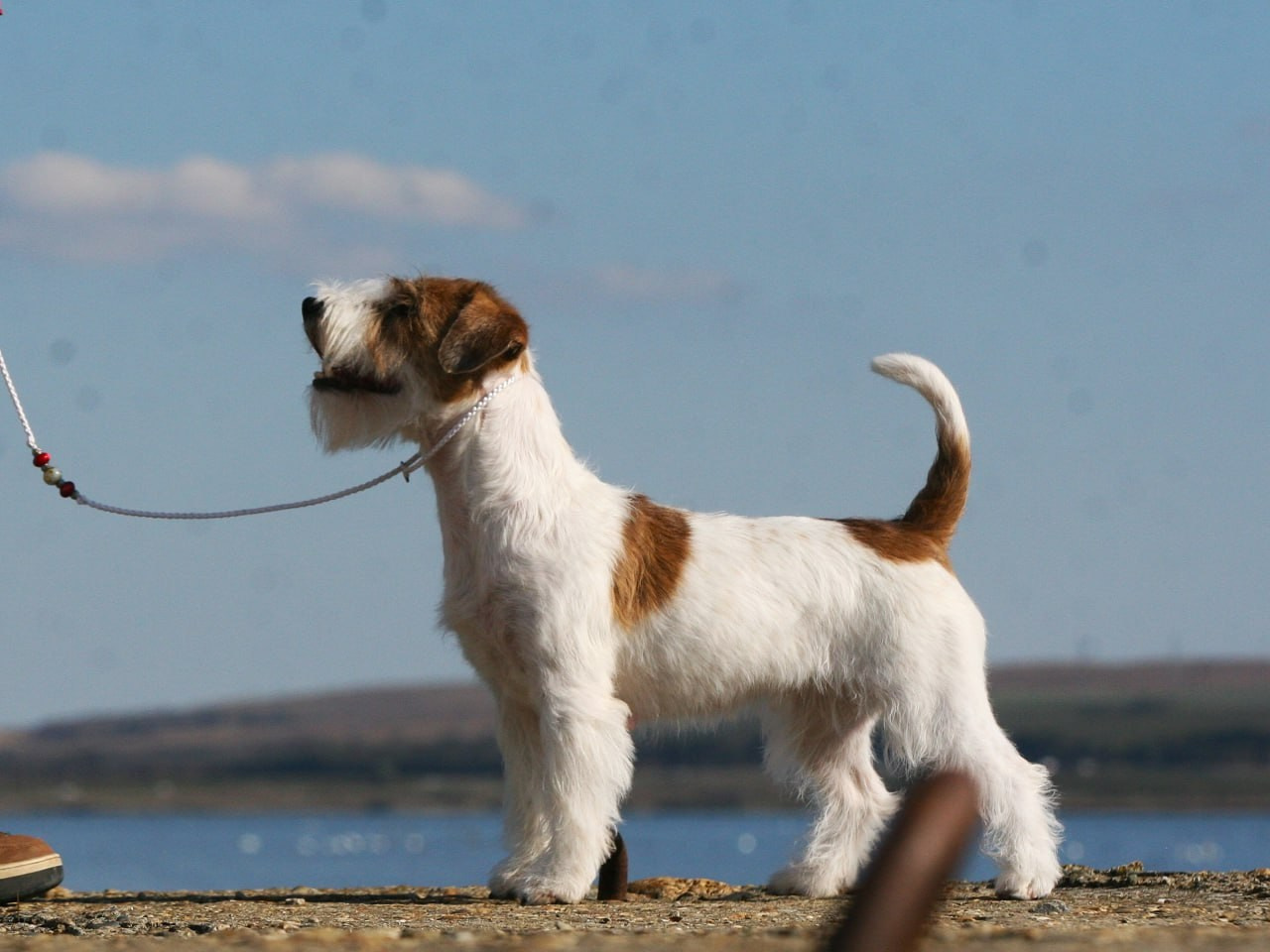 Lovely -Orange Team Spirit. Lovely-Orange питомник джек рассел терьеров