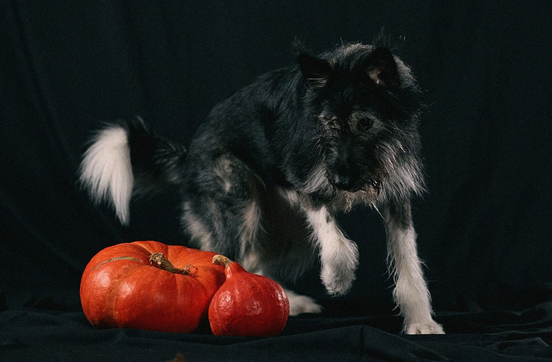 Студийная съемка Пихты. Фотограф-анималист Мартынова Анастасия