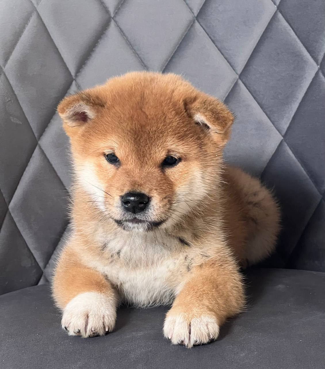 сиба питомник Рубилайт щенки на продажу rubylight  сиба щенки купить СПб Санкт-Петербург 