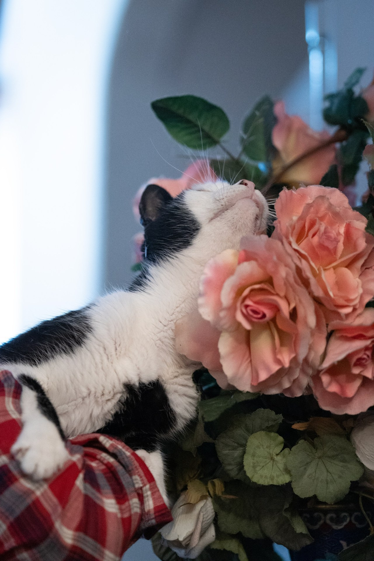 Отзывы. Фотограф анималист