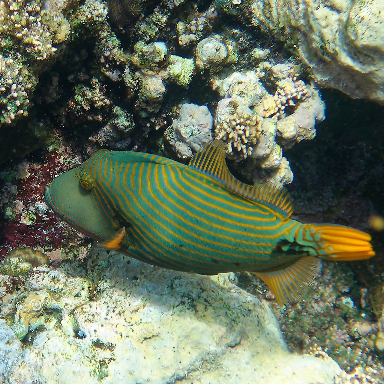 Мне посмотреть. Рыбов показываю