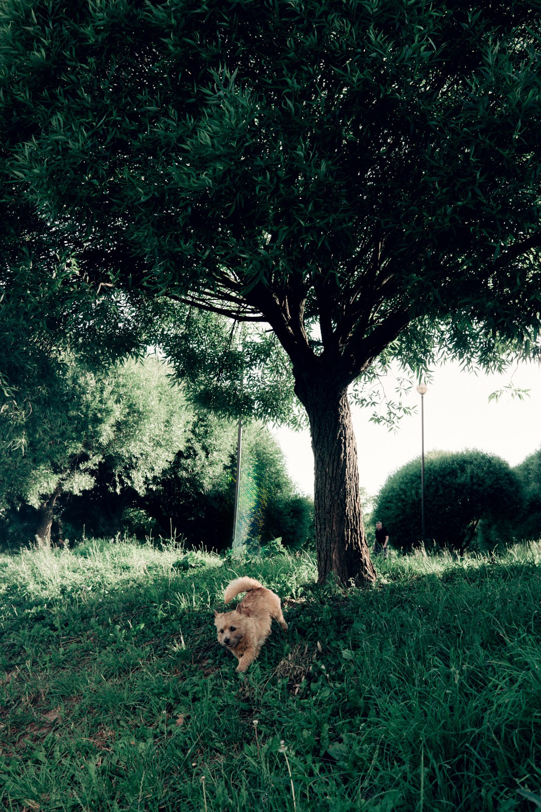 Dogs. Юлия Астра: Фотограф в Санкт-Петербурге. Снимаю женские портреты, уличные съёмки в Петербурге и людей с их собаками