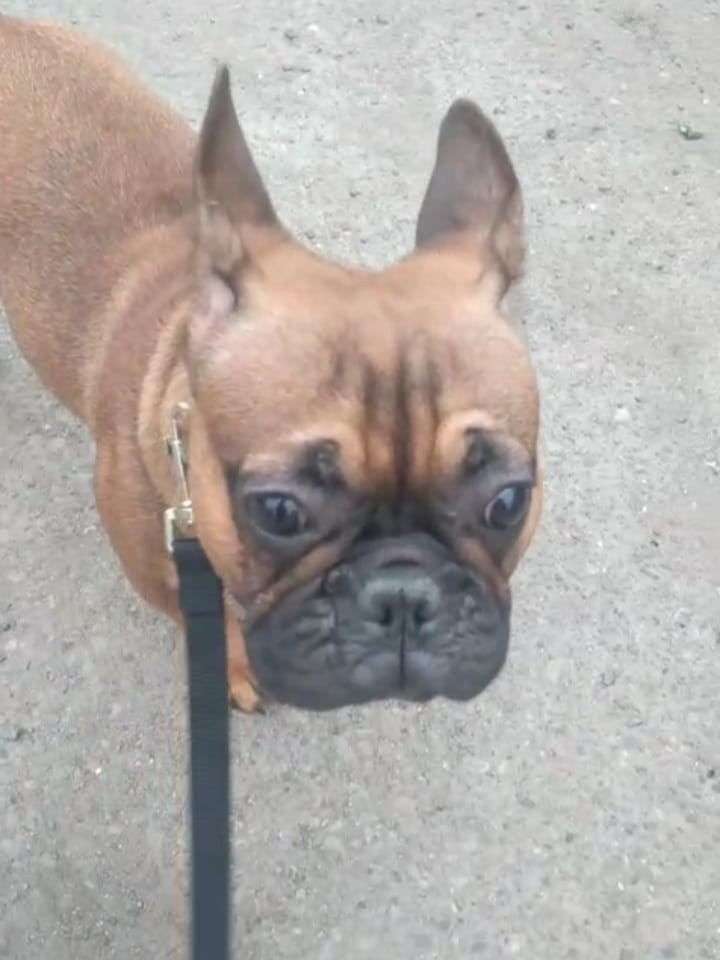 Познакомьтесь с Французским Бульдогом в Иркутске. Питомник собак Иркутск