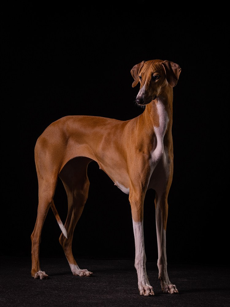 Отзыв о моей лекции о фотосъёмке собак. Фотограф-анималист Natalia Deingel | Фотосъемка собак в Москве